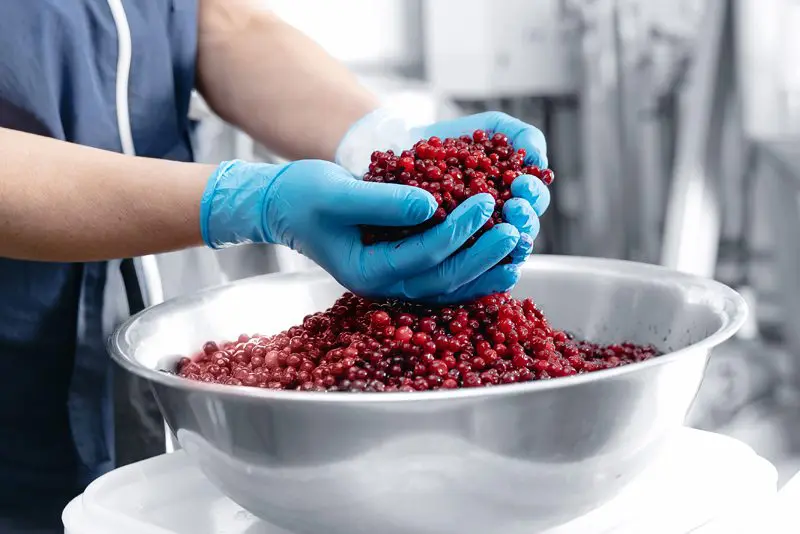 Employees-processing-cranberries